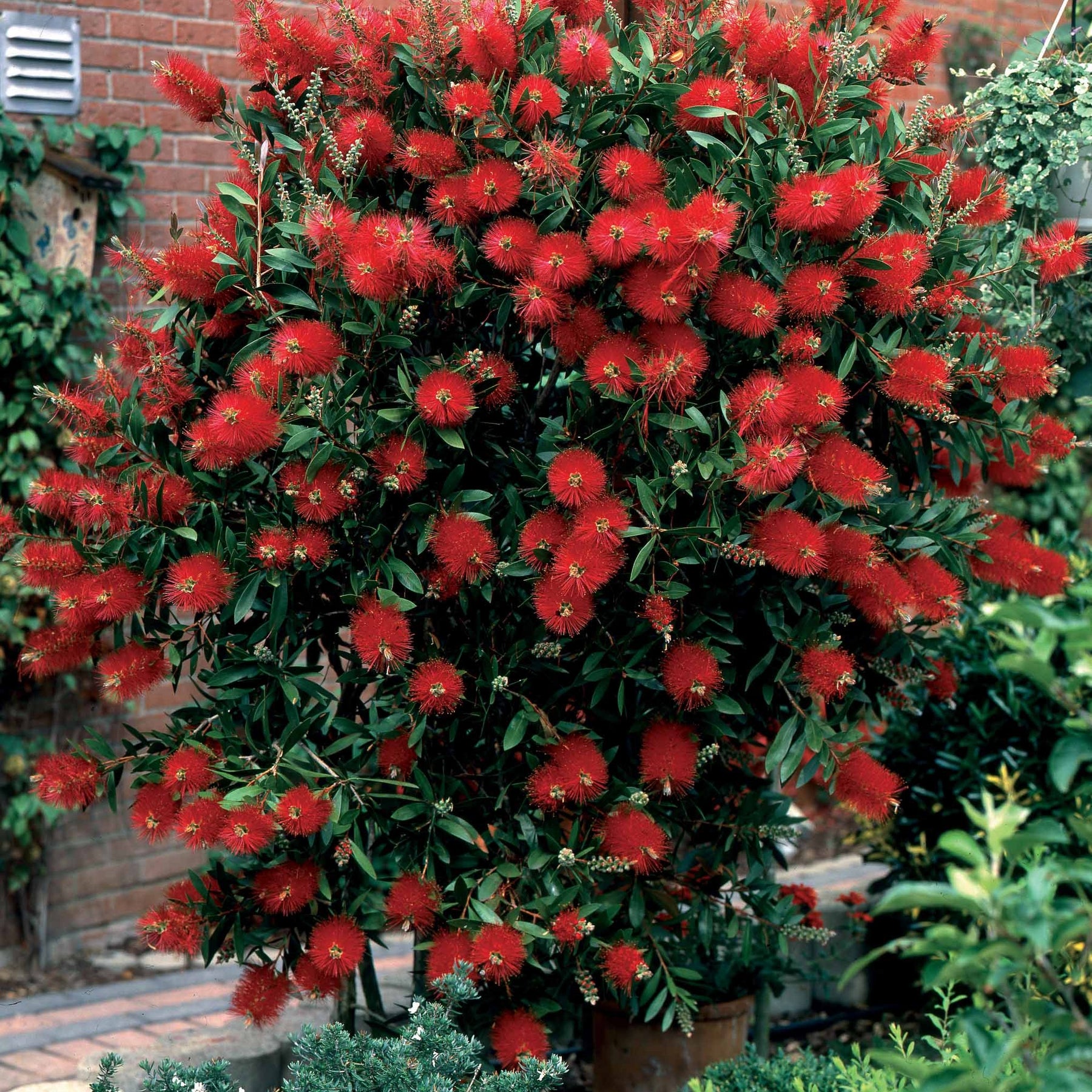 Bloeiende heesters - Struik collectie: indische sering, lampenpoetser en brem (x3) - Lagerstroemia indica, callistemon laevis, cytisus