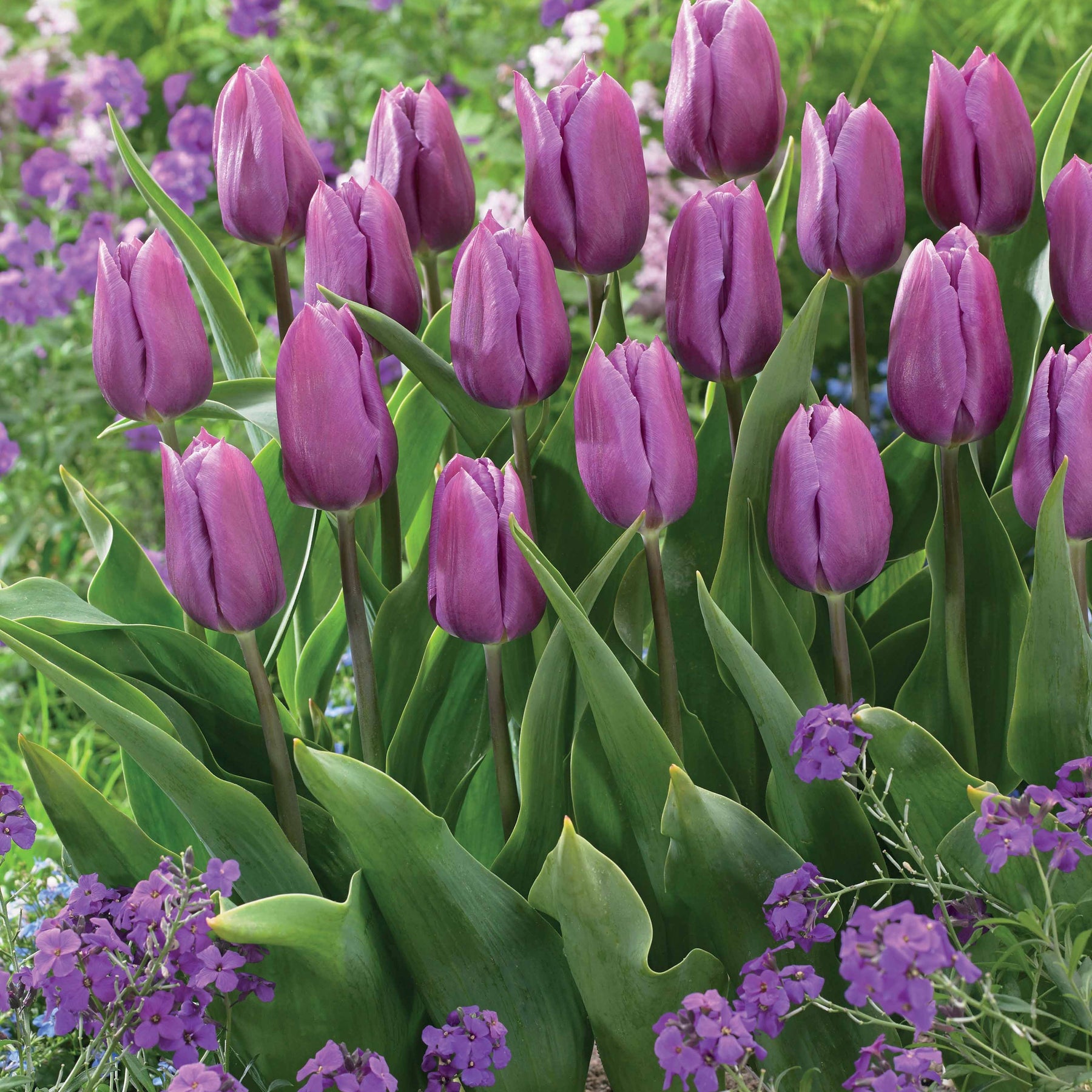 Tulipa triompe Bellville, Blue Beauty - Triumph Tulpen collectie: 'Bellville' + 'Blue Beauty' (x20) - Tulpen