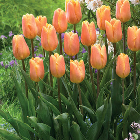 Triumph Tulpen collectie: 'Bellville' + 'Blue Beauty' (x20) - Tulipa triompe Bellville, Blue Beauty - Willemse