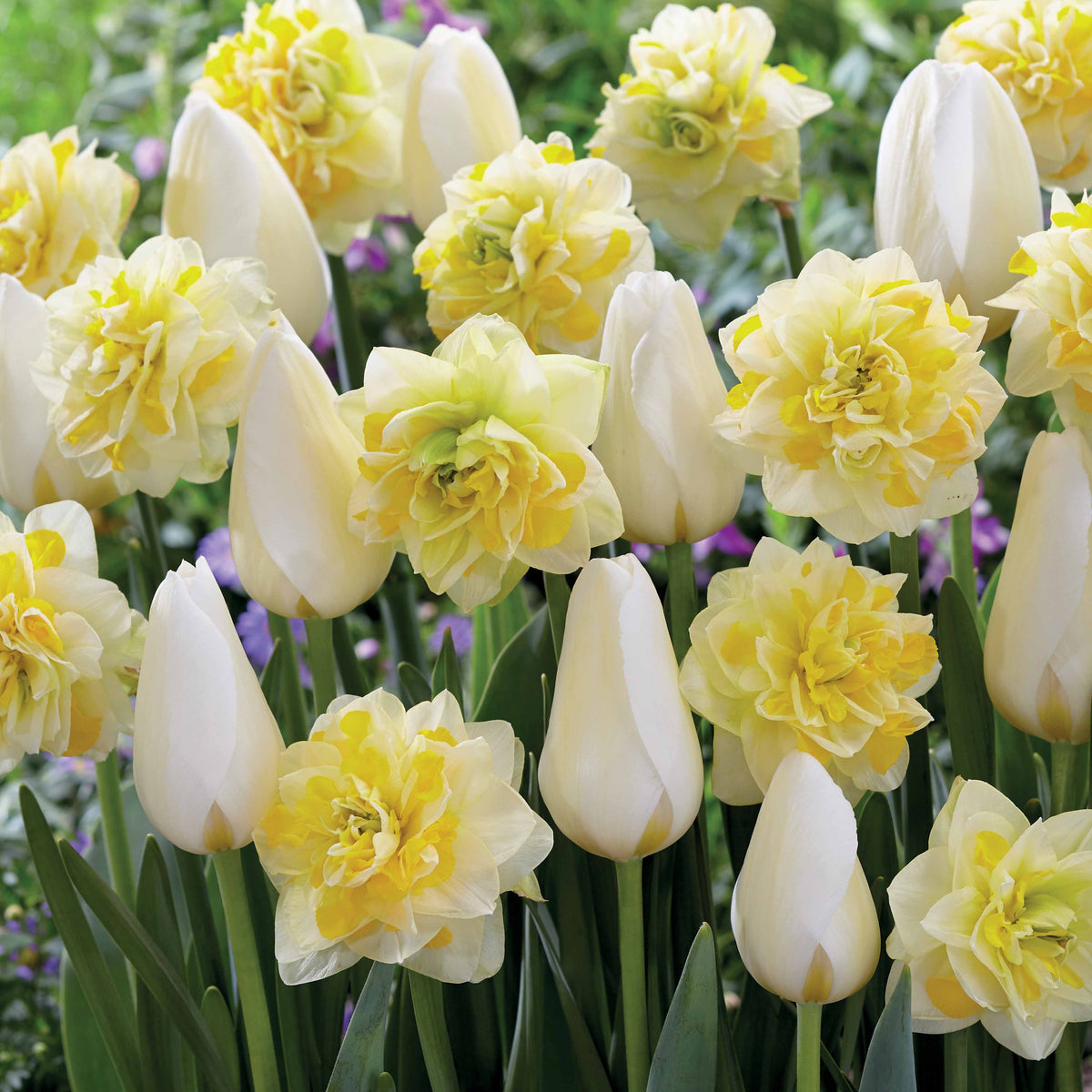 Tulpen 'Françoise' + Narcissen 'Sweet Pomponette' collectie (x20) - Willemse