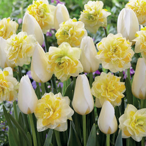 Tulpen 'Françoise' + Narcissen 'Sweet Pomponette' collectie (x20) - Willemse