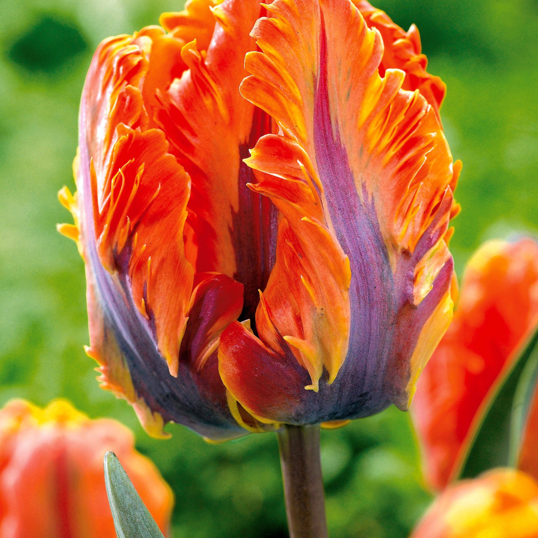 Parkiet Tulpen collectie: 'Princes Irene'  + 'Black Parrot' + 'Apricot Parrot' (x24) - Tulipa (princesse  irene, black parrot, apricot pa - Willemse