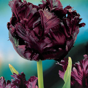 Tulipa (princesse  irene, black parrot, apricot pa - Parkiet Tulpen collectie: 'Princes Irene'  + 'Black Parrot' + 'Apricot Parrot' (x24) - Tulpen