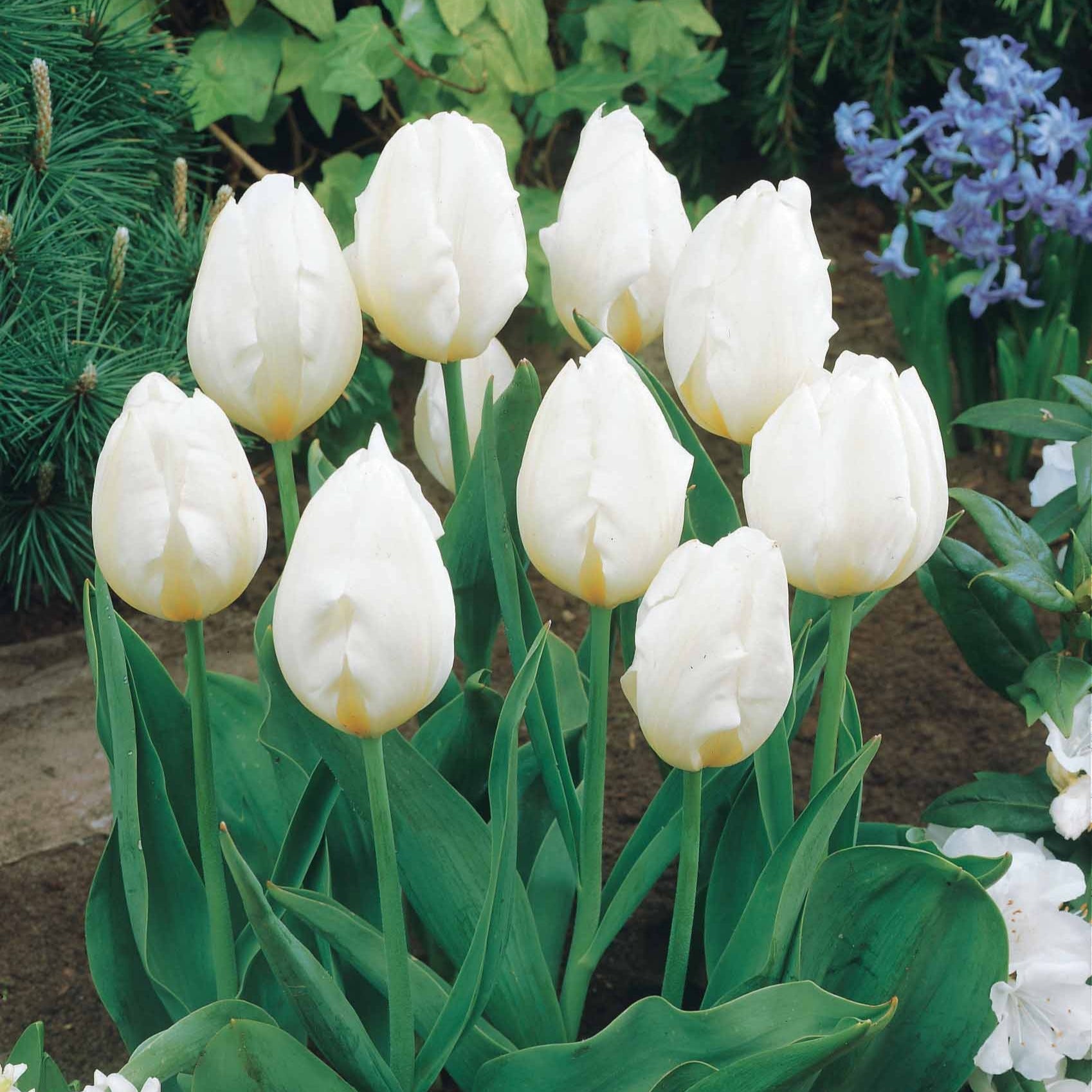 Collectie Langstelige tulpen (x20) - Tulipa - Willemse