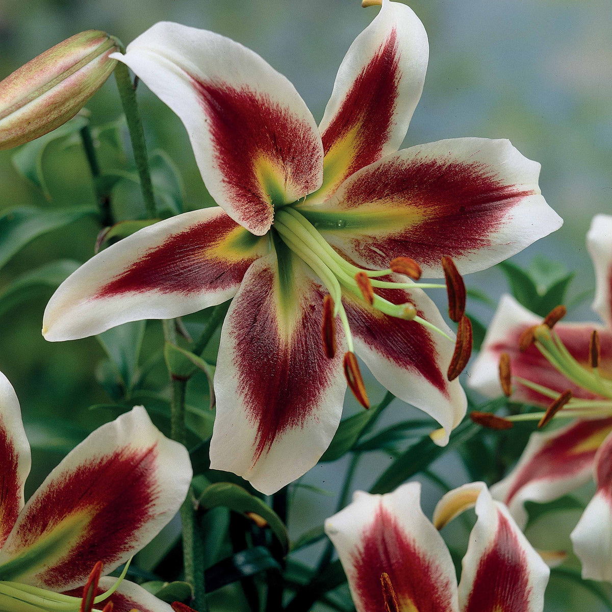 Lilium beverly dreams + mister Peculiar - Lelies Collectie 'Beverly Dreams' & 'Mister Pistache' (x6) - Lelie