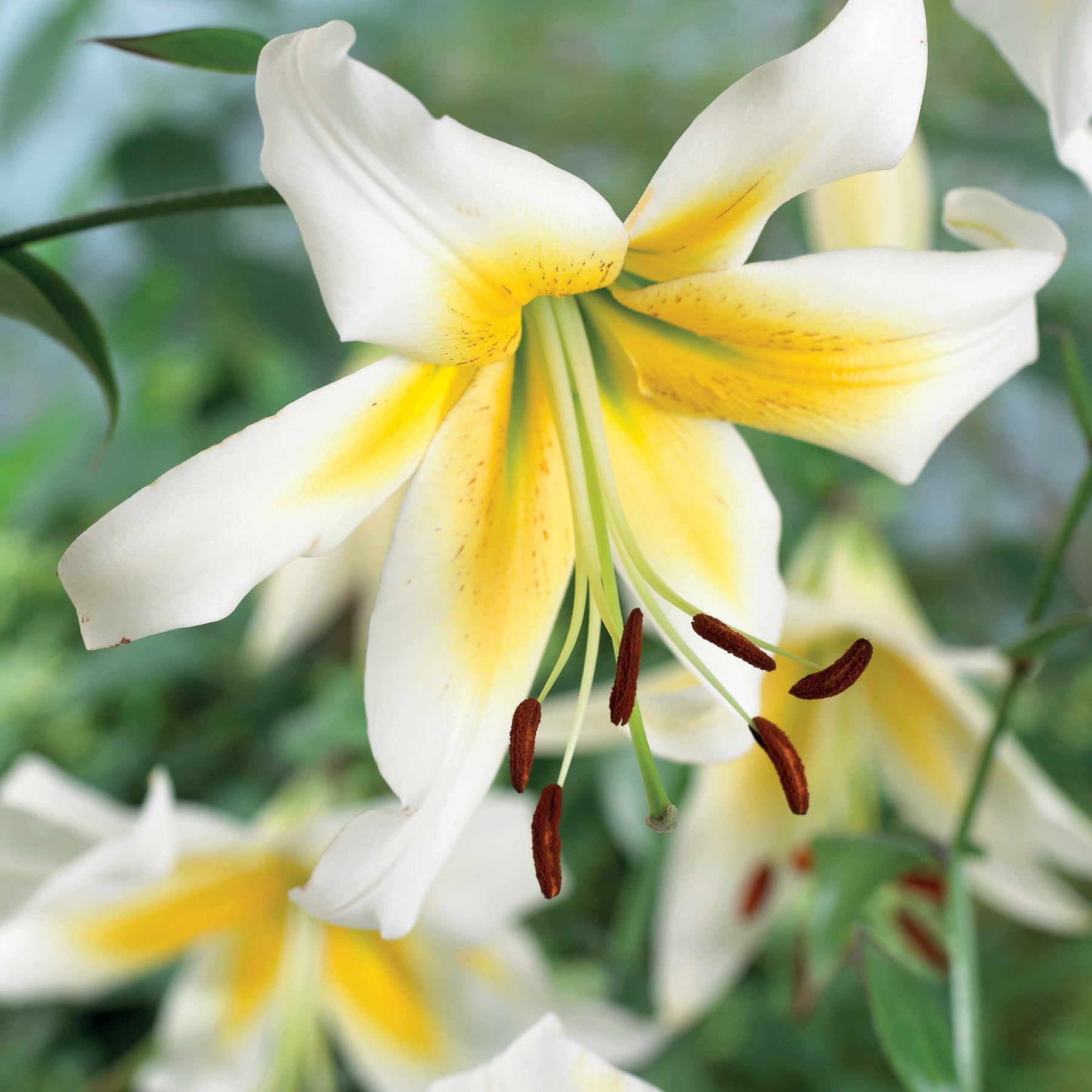 Lelies Collectie 'Beverly Dreams' & 'Mister Pistache' (x6) - Lilium beverly dreams + mister Peculiar - Willemse