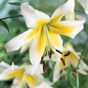 Lelies Collectie 'Beverly Dreams' & 'Mister Pistache' (x6) - Lilium beverly dreams + mister Peculiar - Willemse