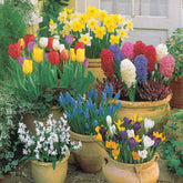 Bloembollenmix voor terras & tuin (x75) - Willemse