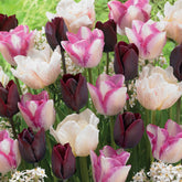 Langstelige tulpen Mix 'Slik Road' + 'Del Piero'+ 'Ronaldo' (x15) - Willemse