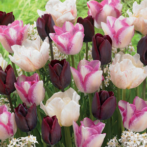 Langstelige tulpen Mix 'Slik Road' + 'Del Piero'+ 'Ronaldo' (x15) - Willemse