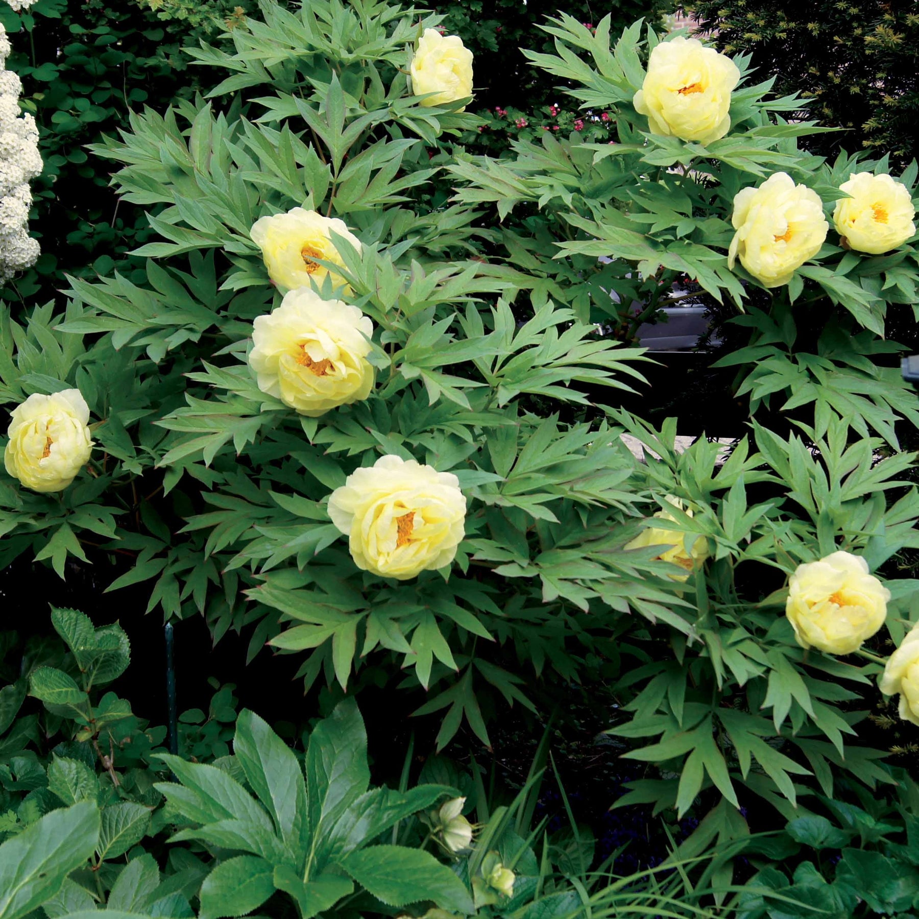 Vaste planten Mix pastelkleuren - Paeonia itoh bartzella, delphinium bolero, gaura lindheimeri - Willemse