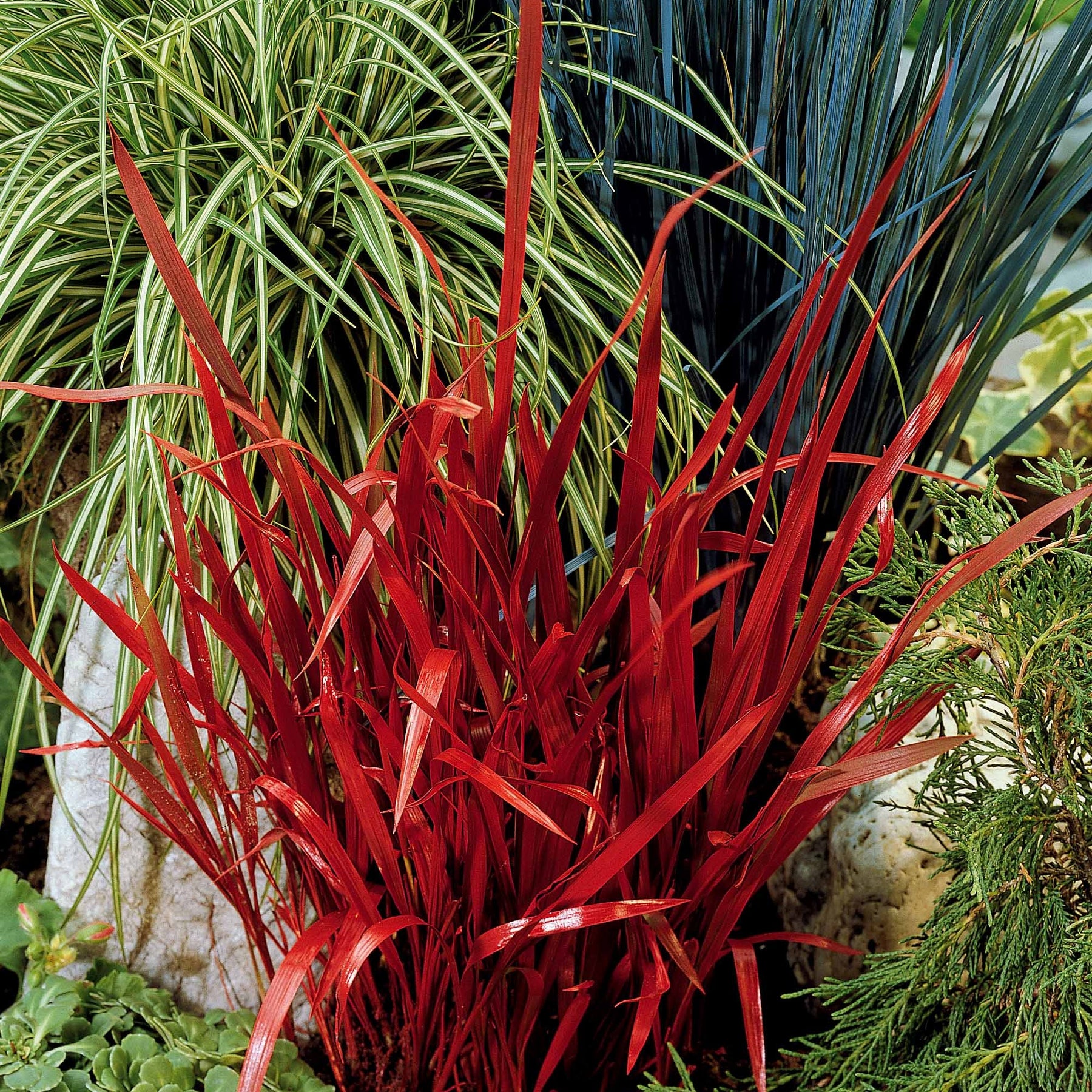 Collectie vaste planten met uniek blad (x7) - Carex  oshimensis Evergreen, Sedum Blue Pearl, Imperata cylindrica Red Baron, Gaura lindheimeri Whirling Butterflies
