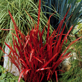 Collectie vaste planten met uniek blad (x7) - Carex  oshimensis Evergreen, Sedum Blue Pearl, Imperata cylindrica Red Baron, Gaura lindheimeri Whirling Butterflies