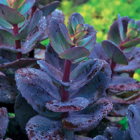 Collectie vaste planten met uniek blad (x7) - Carex  oshimensis Evergreen, Sedum Blue Pearl, Imperata cylindrica Red Baron, Gaura lindheimeri Whirling Butterflies - Willemse