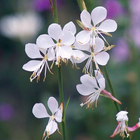 Plantenpakketten balkon en terras - Collectie vaste planten voor tuinen en potten (x7) - Gaura lindheimeri whirling butterflies , agapanthus umbellatus