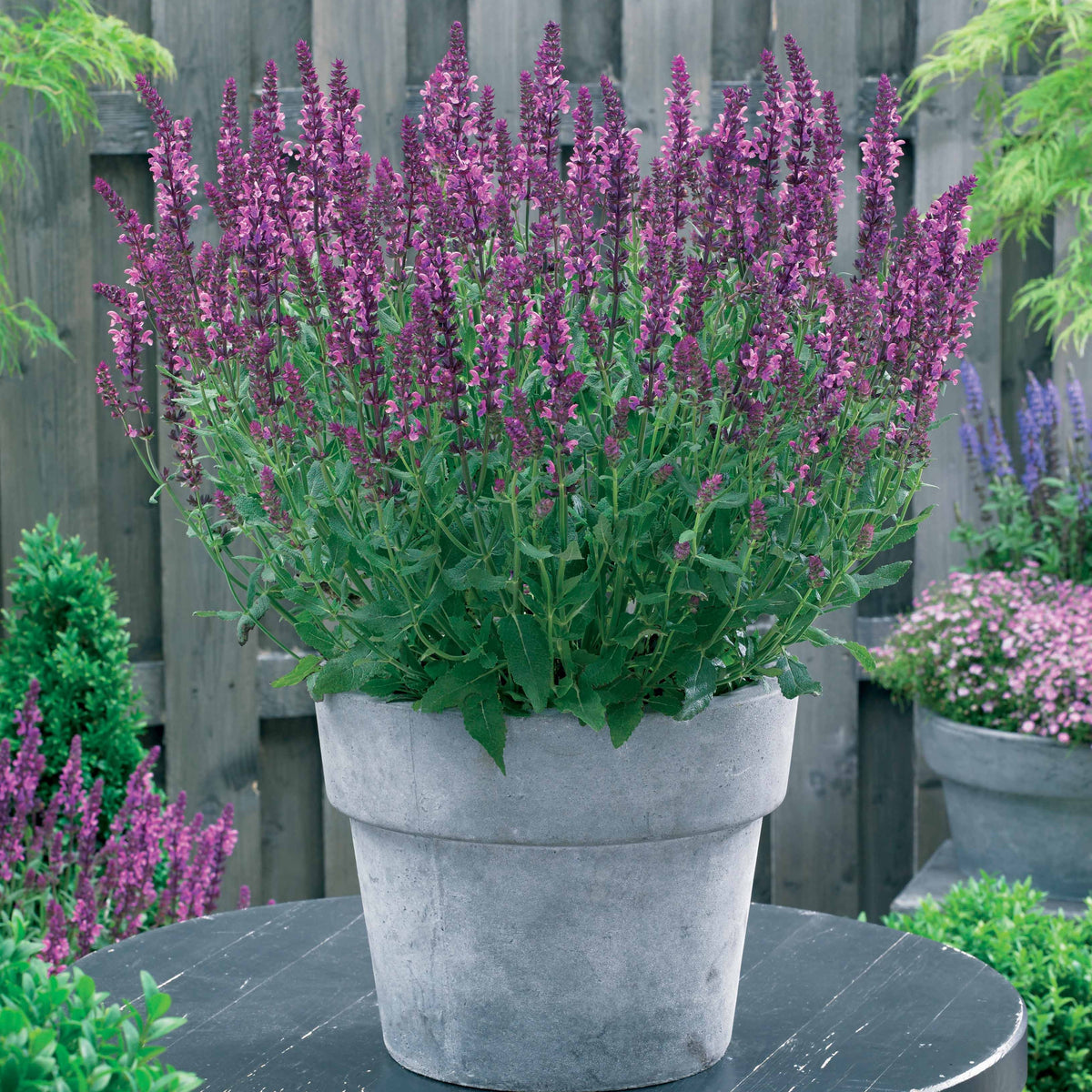 Bloeiende vaste planten - Vaste planten voor een kleurrijke tuin Mix - Alchemilla mollis, Leucanthemum superbum, Salvia nemorosa, Asclepia incarnata