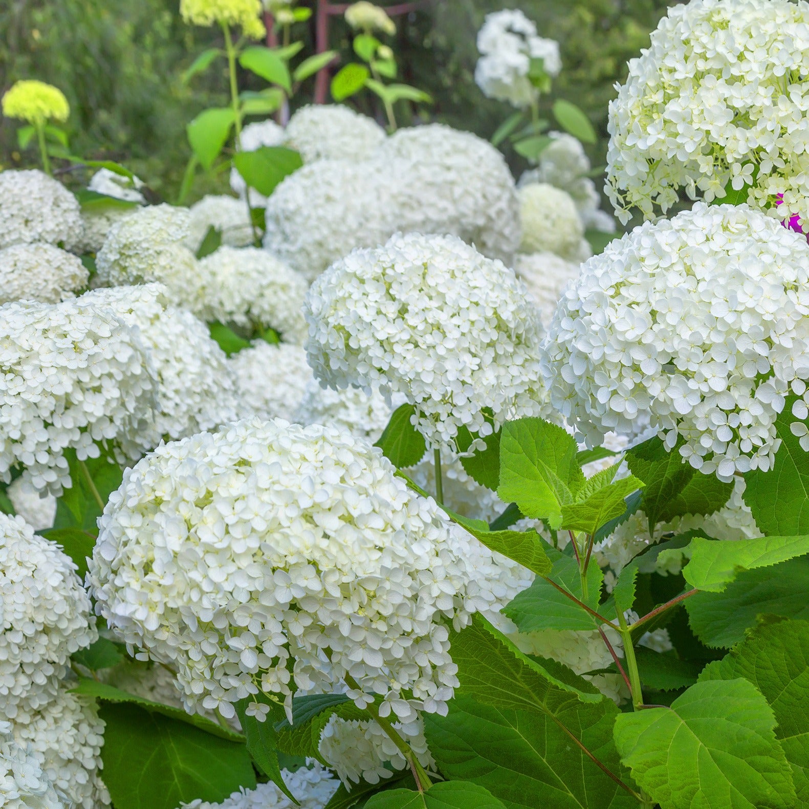 Verkoop Verzameling hortensia's voor perken en hagen (x3)