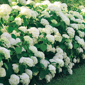 Verzameling hortensia's voor perken en hagen (x3) - Hydrangea macrophylla - Plantsoort