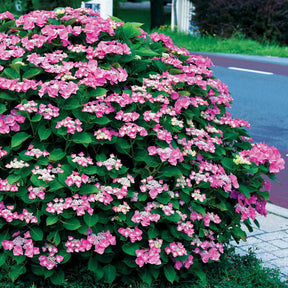 Verkoop Verzameling hortensia's voor perken en hagen (x3) - Hydrangea macrophylla