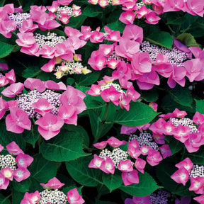 Hydrangea macrophylla - Verzameling hortensia's voor perken en hagen (x3) - Hortensia macrophylla