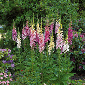 Veronicastrum virginicum, digitalis purpurea, alchemilla mollis - Collectie vaste planten voor halfschaduw (x9) - Vaste planten