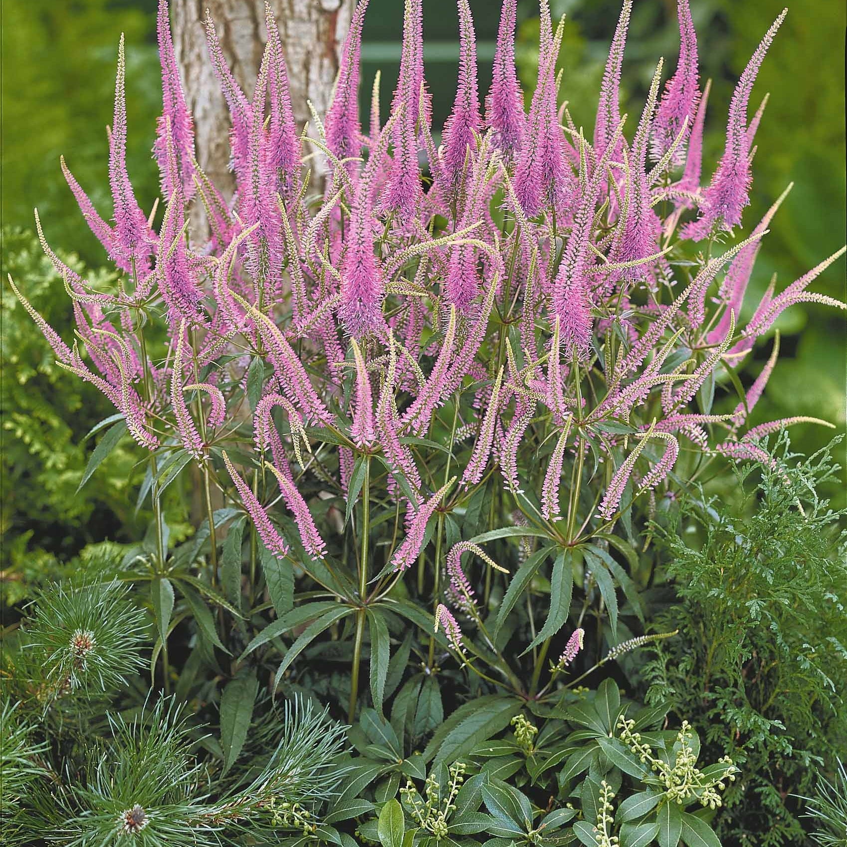 Vaste planten - Collectie vaste planten voor halfschaduw (x9) - Veronicastrum virginicum, digitalis purpurea, alchemilla mollis