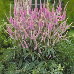 Vaste planten - Collectie vaste planten voor halfschaduw (x9) - Veronicastrum virginicum, digitalis purpurea, alchemilla mollis