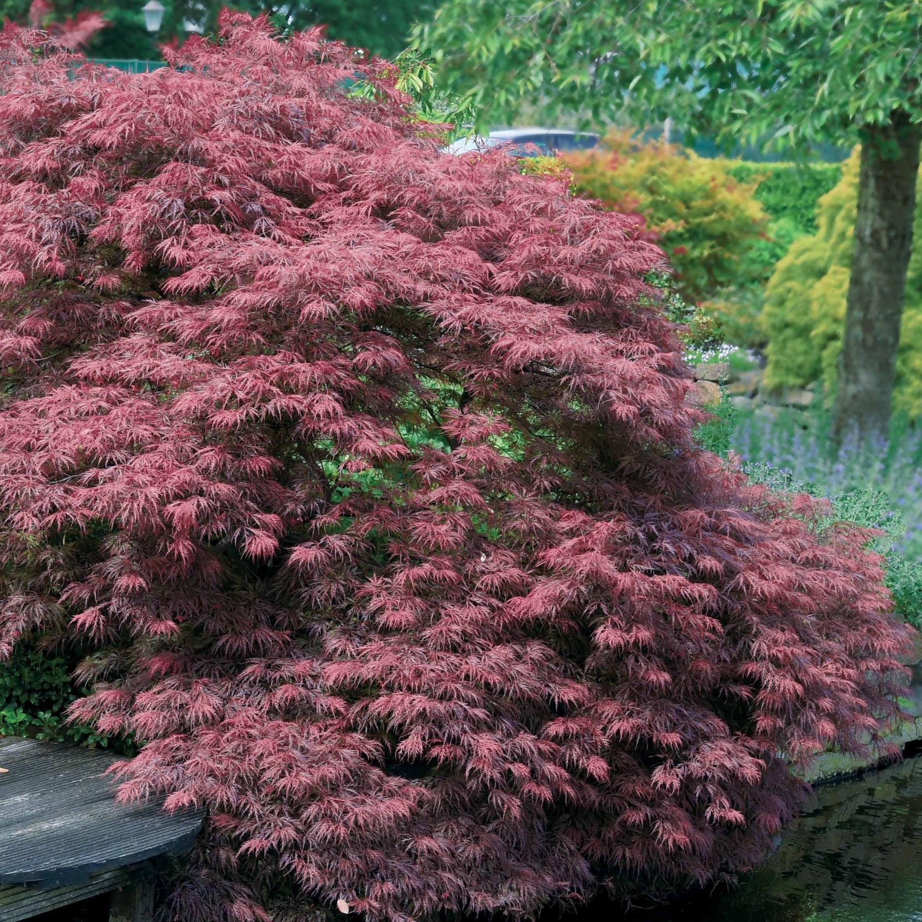 Bamboe, Reuzenkornoelje, Japanse esdoorn (x3) - Fargesia scabrida, cornus controversa, acer palmat
