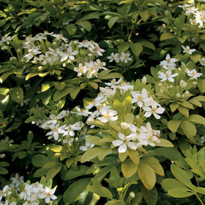 Heestercollectie: Paarse esdoorn en gouden Mexicaanse sinaasappel (x2) - Acer palmatum Atropurpureum , Choisya ternata Sundance Lich - Willemse