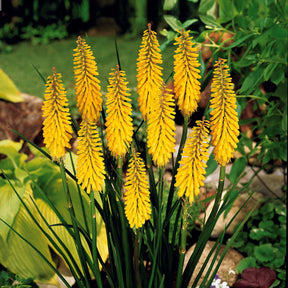 Delphinium Sky Blue, Kniphofia Sunningdale Gold - Ridderspoor en vuurpijl Mix - Bloeiende planten
