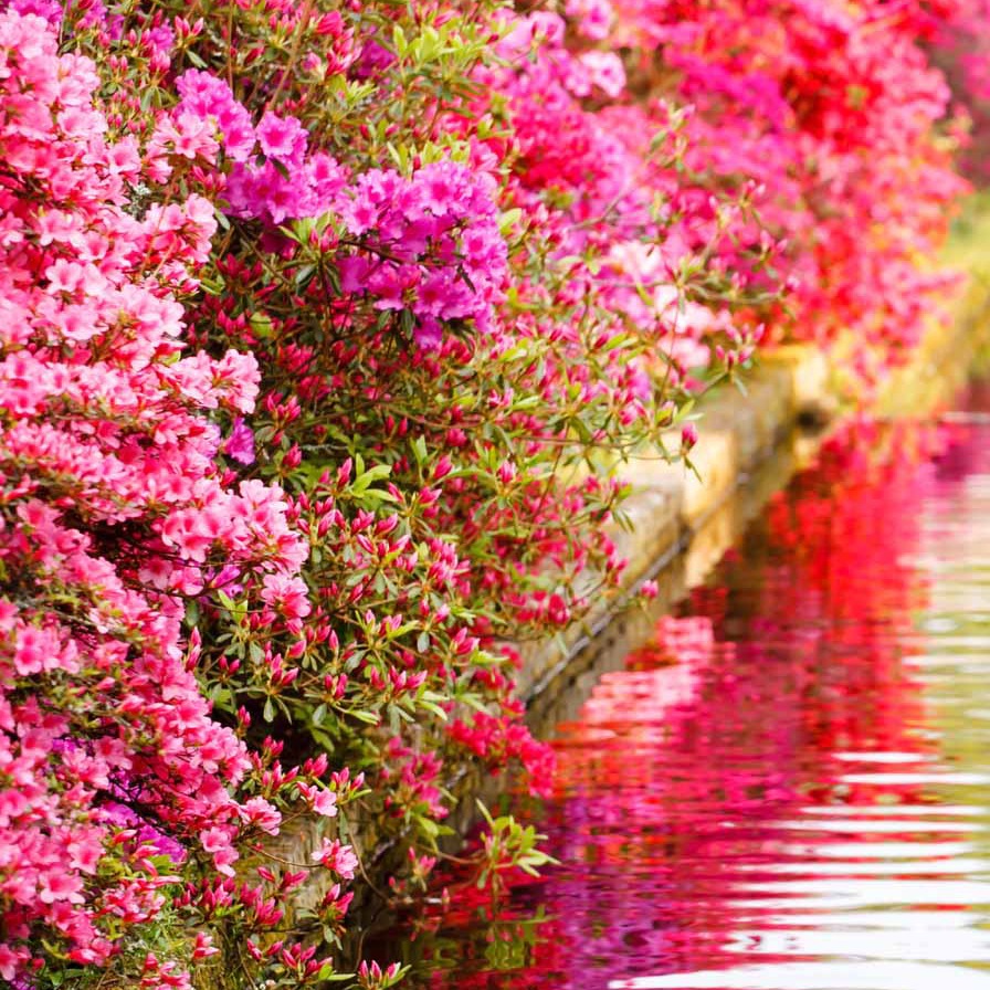 Azalea's - Collectie Japanse Azalea's (x3) - Azalea japonica