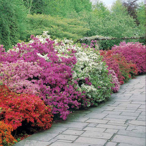 Collectie Japanse Azalea's (x3) - Azalea japonica - Willemse