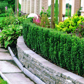 Ilex crenata fastigiata - Japanse hulst 'Fastigiata' - Japanse hulst - Ilex Crenata