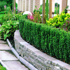 Ilex crenata fastigiata - Japanse hulst 'Fastigiata' - Japanse hulst - Ilex Crenata