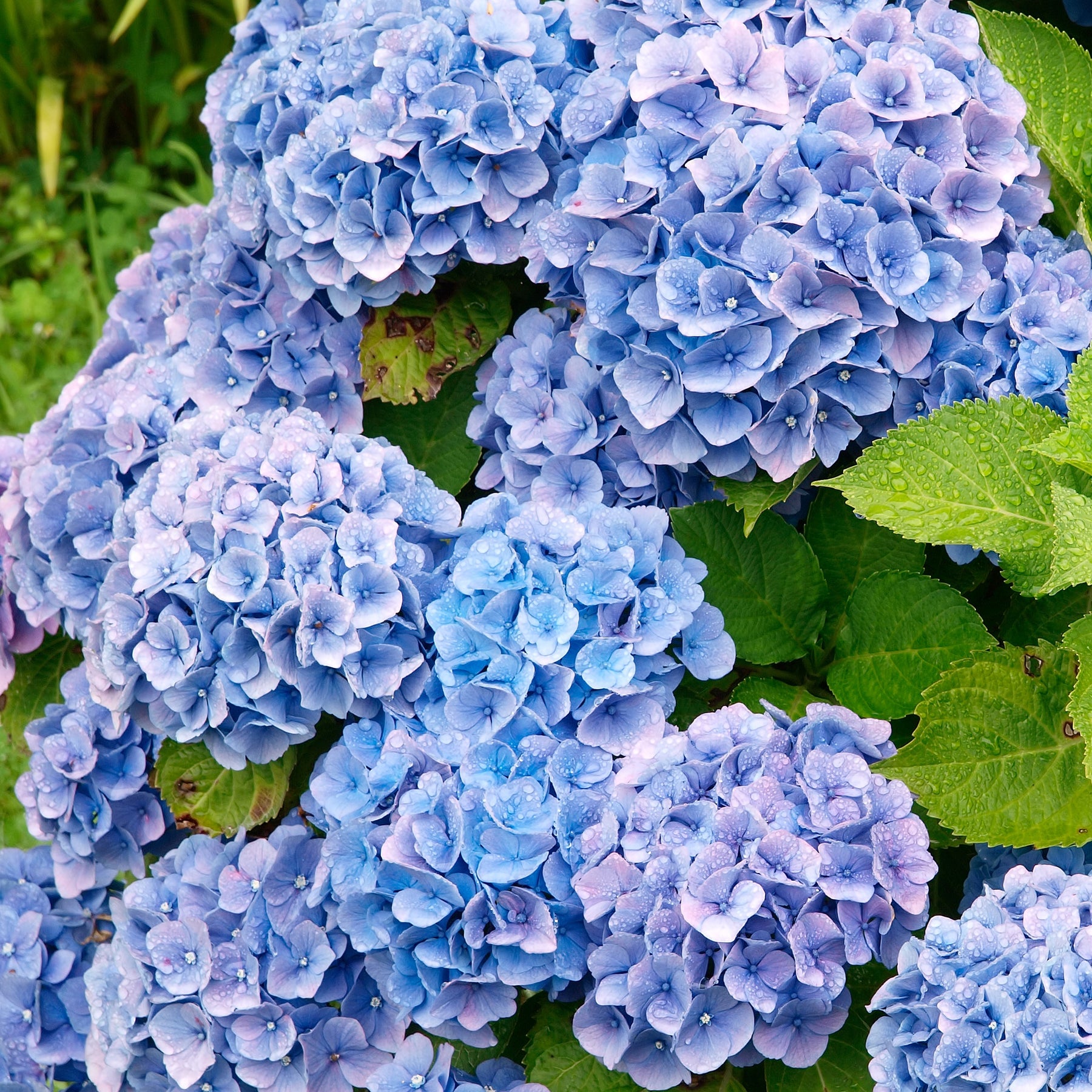 Hydrangea macrophylla - Collectie rode en blauwe hortensia's (x4) - Hortensia macrophylla