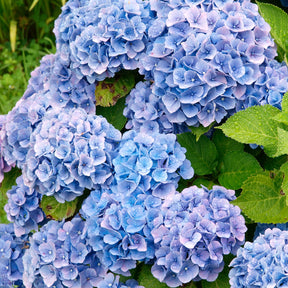 Hydrangea macrophylla - Collectie rode en blauwe hortensia's (x4) - Hortensia macrophylla