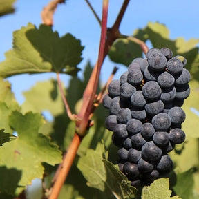 Vitis vinifera Pinot, Merlot, Chardonnay - Wijndruiven Mix 'Pinot' + 'Merlot' + 'Chardonnay' - Druif