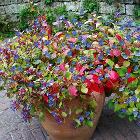 Bloeiende vaste planten - Loodkruid - Ceratostigma plumbaginoides