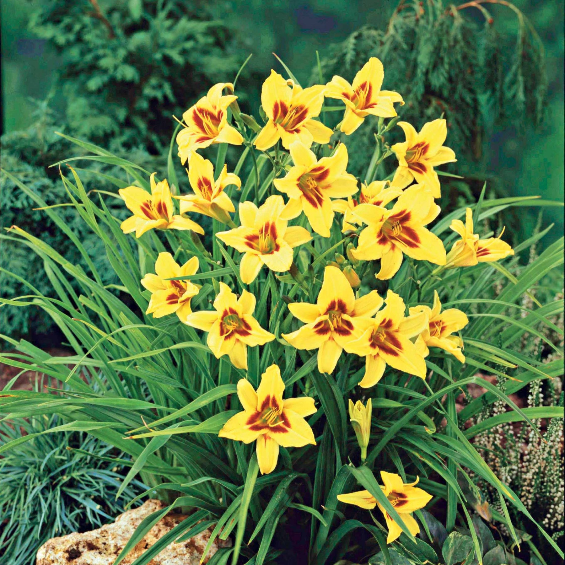 Hemerocallis bonanza - Daglelie - Hemerocallis - Daglelie