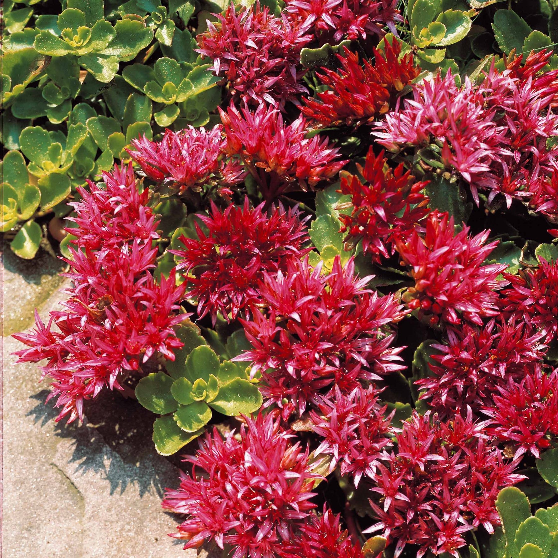 Vaste planten - Roze vetkruid 'Fuldaglut' - Sedum spurium Fuldaglut