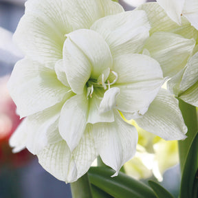 Roze en witte amaryllis Mix