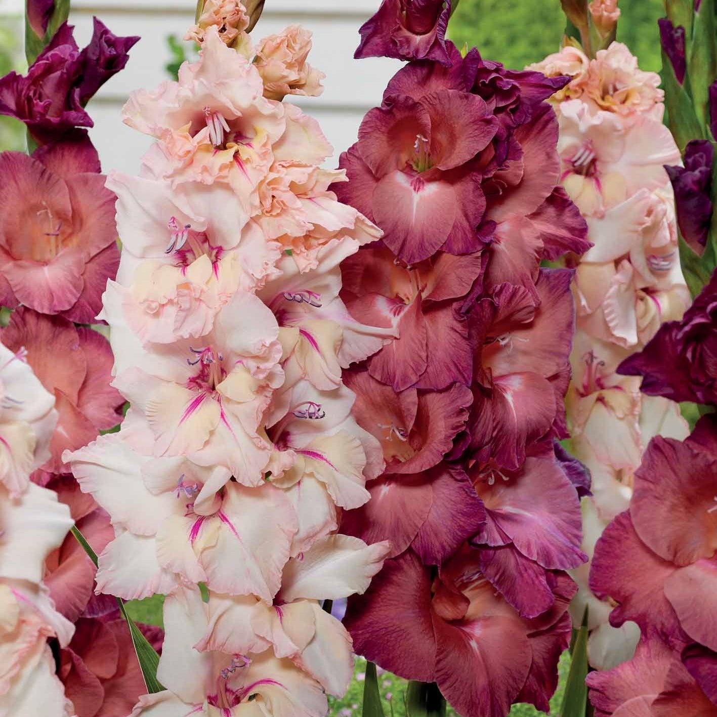 Gladiool Mix 'Indian summer' + 'Palm Spring' (x25) - Willemse