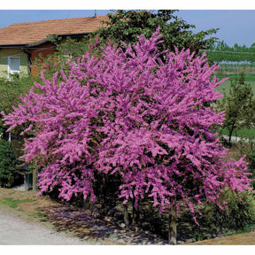 Collectie van heesters : Forsythia en Judasboom (x2) - Cercis siliquastrum et forsythia x intermedia spectabilis - Heesters en vaste planten