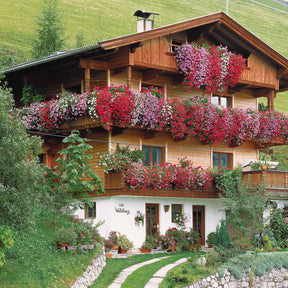 Verkoop Hanggeranium