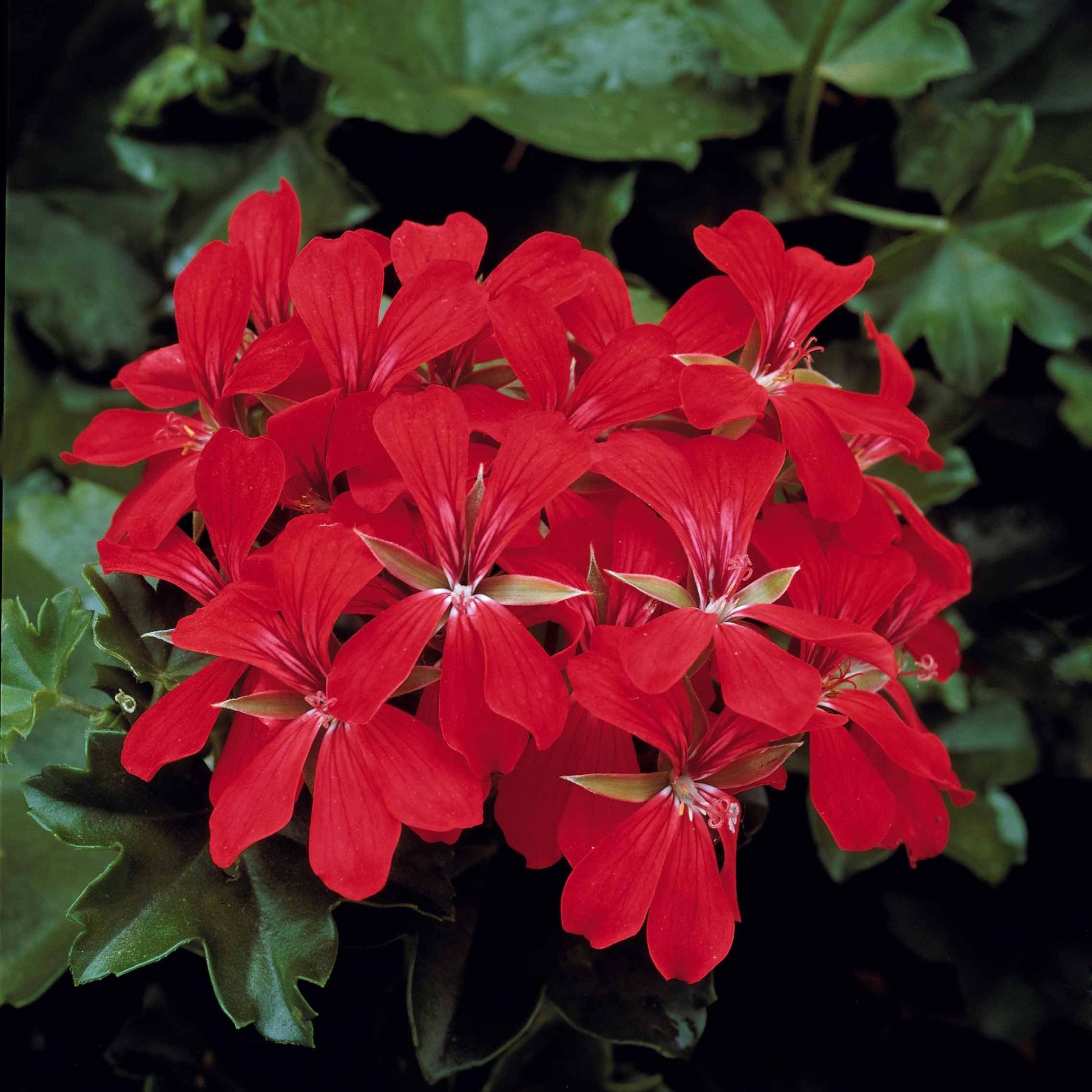 Verkoop Hanggeranium - Pelargonium peltatum