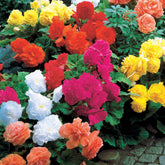 Dubbelbloemige begonia Mix - Willemse
