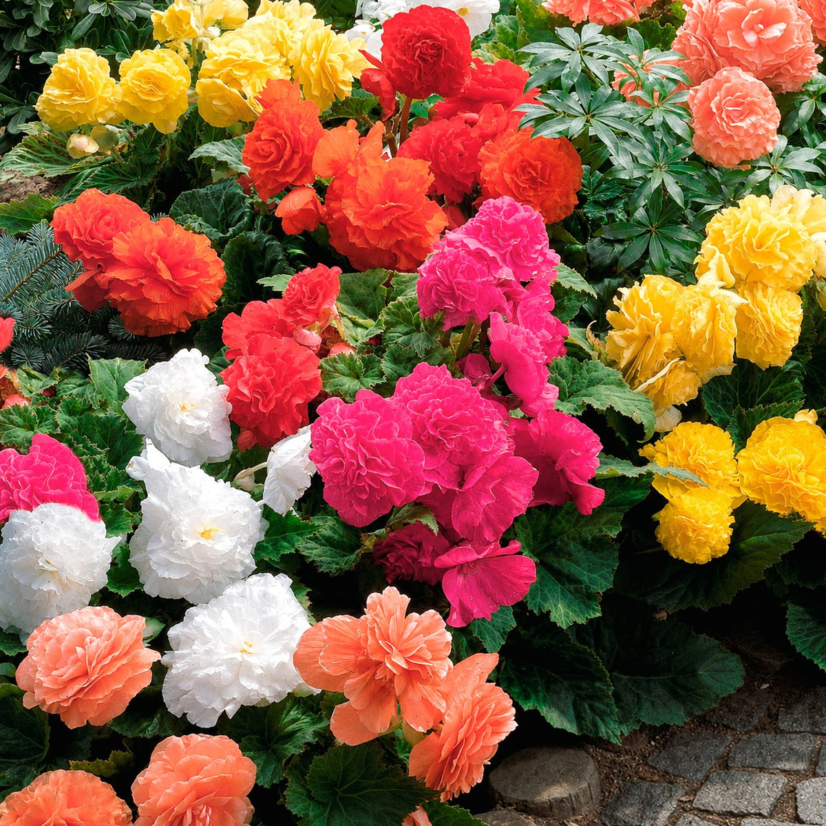 Dubbelbloemige begonia Mix - Willemse