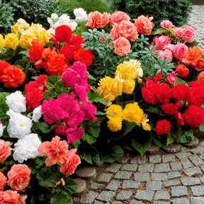 Dubbelbloemige begonia Mix