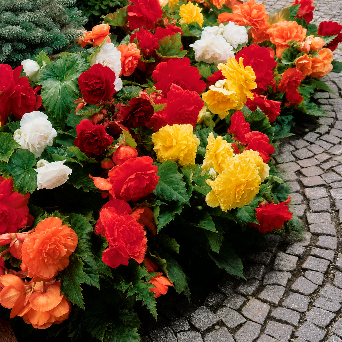 Dubbelbloemige begonia Mix