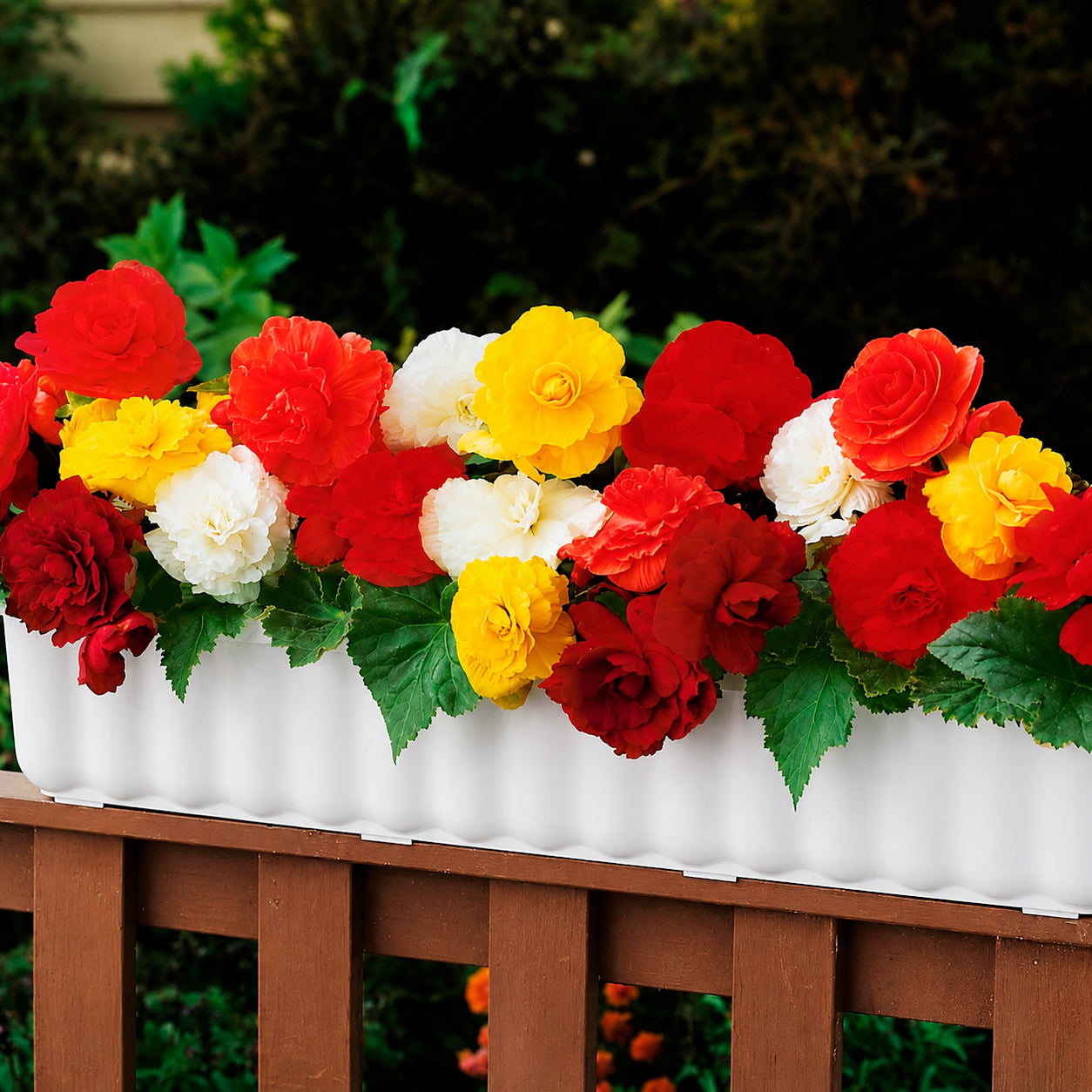 Dubbelbloemige begonia Mix